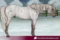 Horse Color:White Spotted Silver Blue Roan 