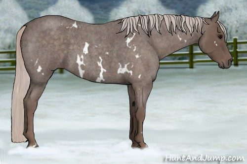 Horse Color:White Spotted Silver Blue Roan