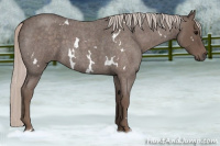 Horse Color:White Spotted Silver Blue Roan 