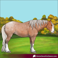 Horse Color:Silver Bay 
