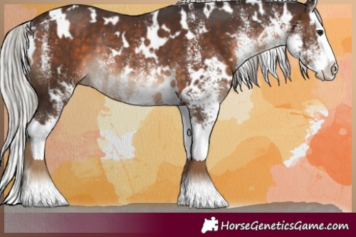 Horse Color:White Spotted Silver Brown Splash Rabicano 