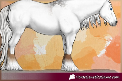 Horse Color:Gray White Spotted Silver Brown Splash Rabicano 