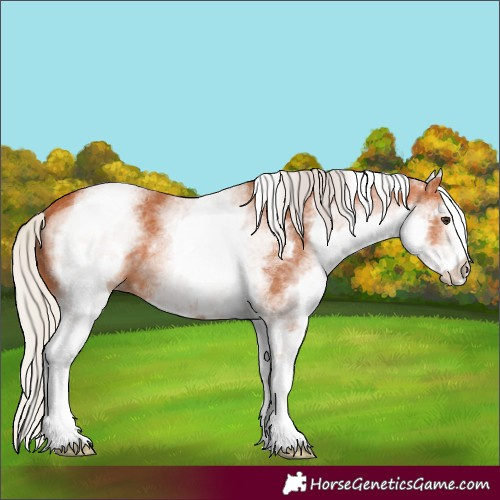 Horse Color:White Spotted Silver Bay