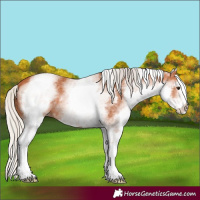 Horse Color:White Spotted Silver Bay 