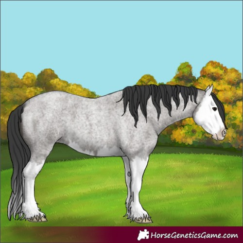 Horse Color:Grullo Roan Splash