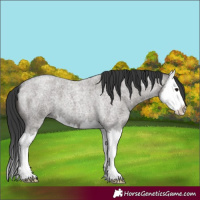 Horse Color:Grullo Roan Splash 