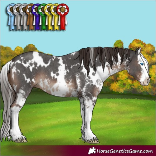 Horse Color:White Spotted Liver Chestnut Sabino Splash