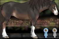 Horse Color:Liver Chestnut Sabino 