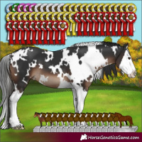 Horse Color:White Spotted Liver Chestnut Splash 