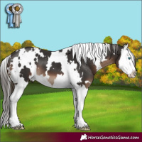 Horse Color:White Spotted Liver Chestnut Splash 