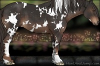 Horse Color:White Spotted Liver Chestnut 
