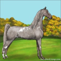 Horse Color:White Spotted Silver Blue Roan 