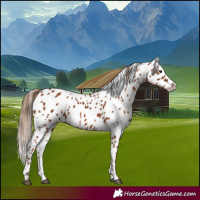 Horse Color:Chestnut Appaloosa 