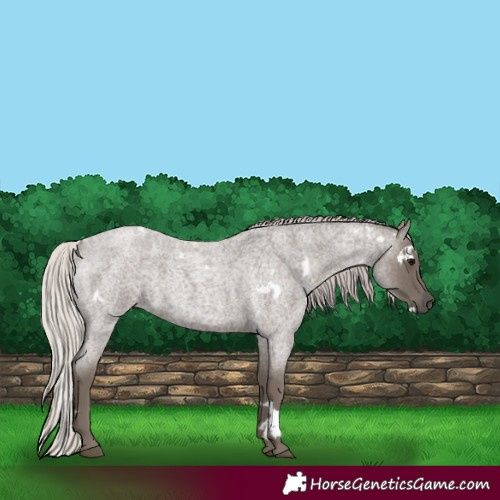 Horse Color:White Spotted Silver Blue Roan 