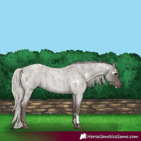 Horse Color:White Spotted Silver Blue Roan 