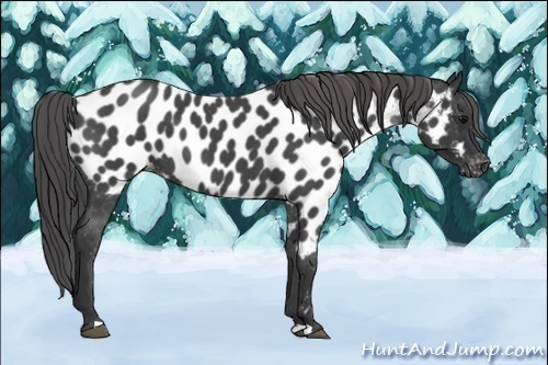 Horse Color:Blue Roan Near Leopard