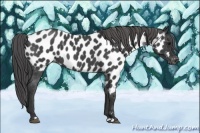 Horse Color:Blue Roan Near Leopard 
