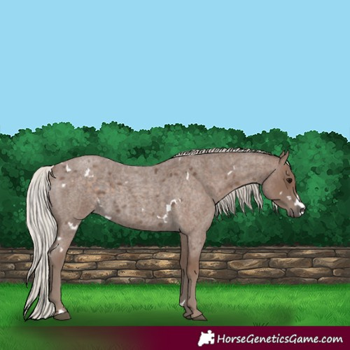 Horse Color:White Spotted Silver Blue Roan 