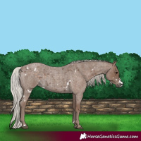 Horse Color:White Spotted Silver Blue Roan 