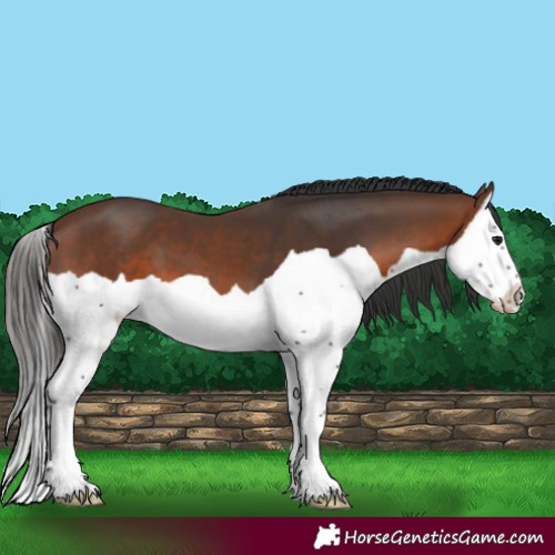 Horse Color:Brown Splash 