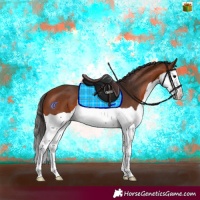 Horse Color:Bay Splash 