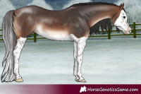 Horse Color:Brown Splash