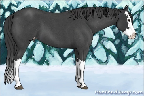 Horse Color:Blue Roan Splash Varnish 