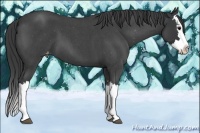 Horse Color:Blue Roan Splash Appaloosa