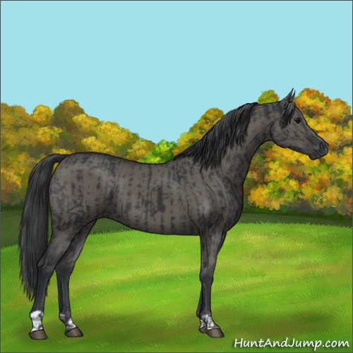 Horse Color:Black  and Grullo 