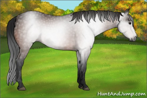 Horse Color:Gray Bay 