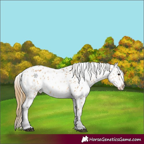 Horse Color:Buckskin Appaloosa 