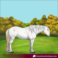 Horse Color:Buckskin Appaloosa 