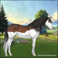 Horse Color:Bay Splash 