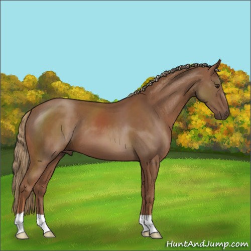 Horse Color:Chestnut 
