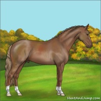 Horse Color:Chestnut 