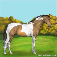 Horse Color:Buckskin Tobiano 