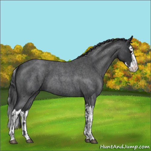 Horse Color:Blue Roan Sabino Splash and Blue Roan Sabino Splash