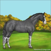 Horse Color:Blue Roan Sabino Splash  and Blue Roan Sabino Splash 