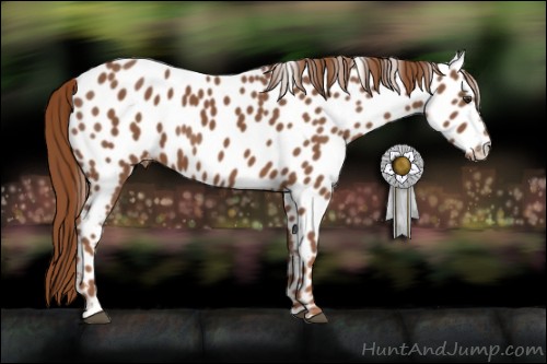 Horse Color:Chestnut Near Leopard