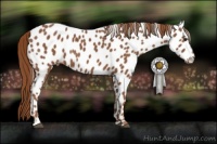 Horse Color:Chestnut Appaloosa