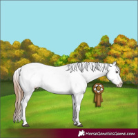 Horse Color:Bay Near Leopard 