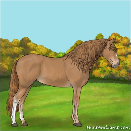Horse Color:Chestnut 