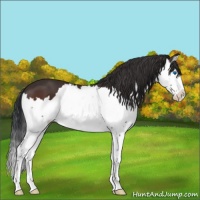 Horse Color:Brown Splash