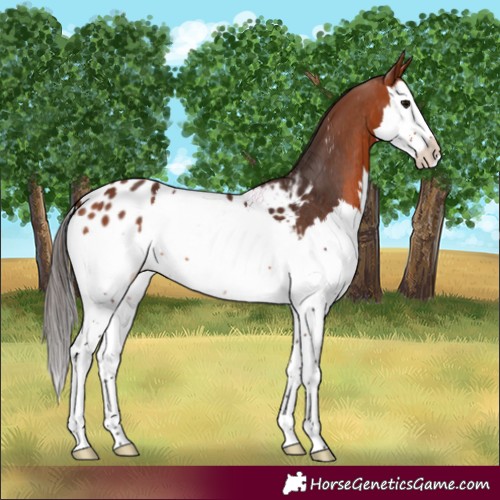 Horse Color:Bay Splash Appaloosa 