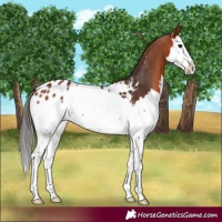 Horse Color:Bay Splash Appaloosa 