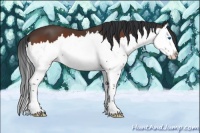Horse Color:Bay Splash 