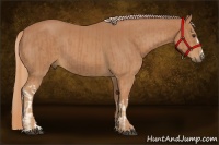 Horse Color:Chestnut and Chestnut