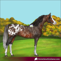 Horse Color:Bay Dun Sabino Splash Appaloosa  and Bay Sabino Splash Appaloosa 