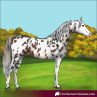 Horse Color:Bay Sabino Splash Appaloosa  and Bay Sabino Splash Appaloosa Rabicano 