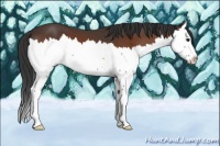 Horse Color:Bay Splash 